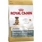 German Shepperd Dog Junior
