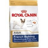 French Bulldog Adult