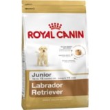 Labrador Retriever Junior