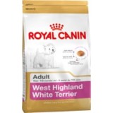 West Highland White Terrier Adult