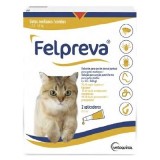 FELPREVA Large cat (5-8 kg)