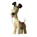 Senior (+ de 7 años)